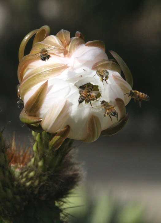 arizona garden